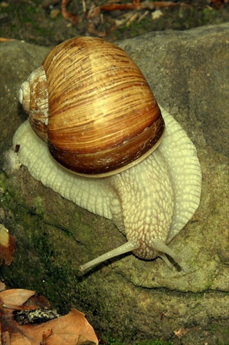 Slimák záhradný (Helix pomatia)