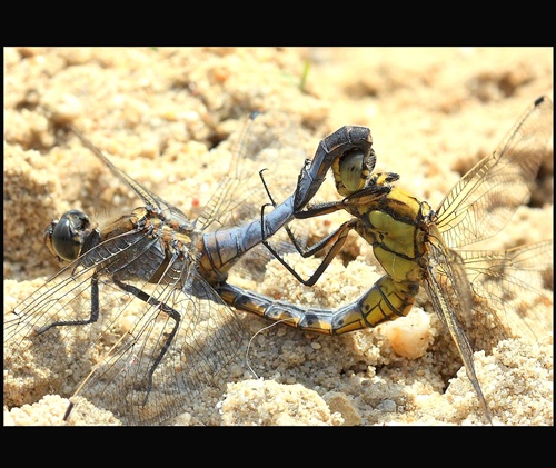 Príbeh vážky - párenie