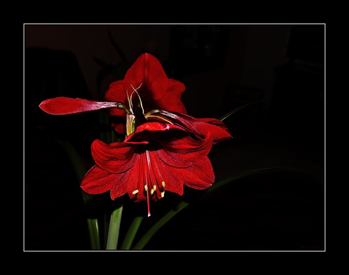 Hippeastrum - Zornica