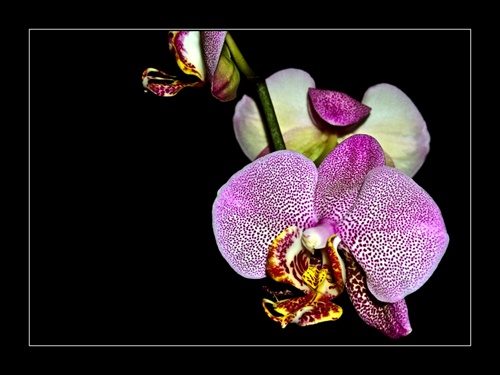 Orchidea