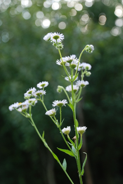 flowers :3