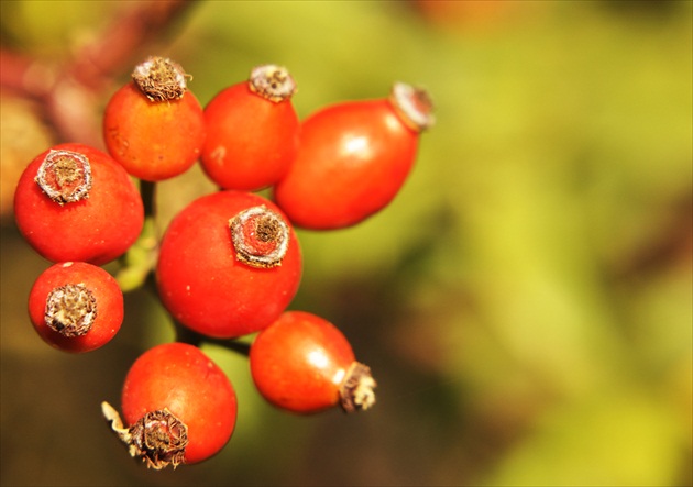 red autumn