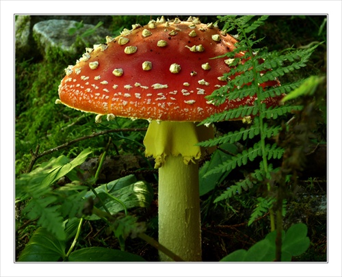 Muchotrávka červená (Amanita muscaria)