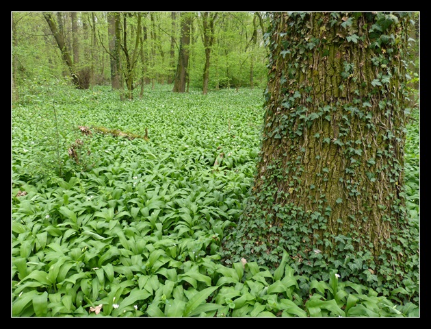 Pole medvedieho cesnaku