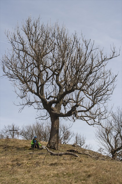 Klokoč