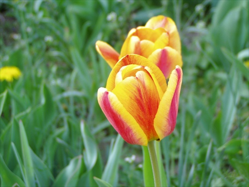 Tulipány