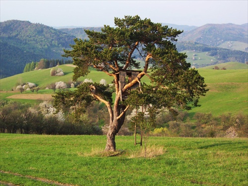 na podstriežke