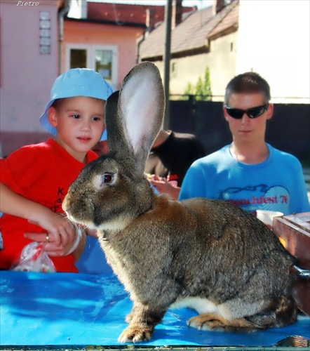 Vajnorské dožinky 2009