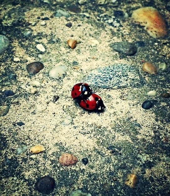 Ladybirds