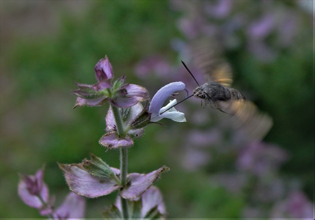 "Slovenský kolibrík"