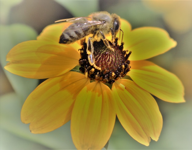 Bee