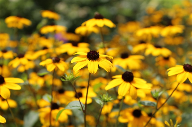 Yellow flowers