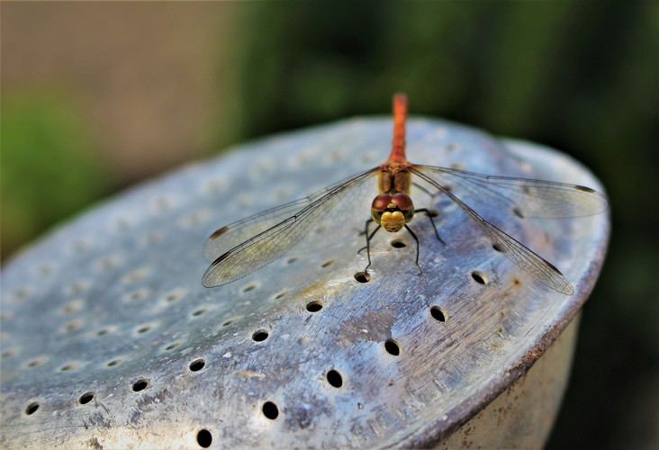 Dragonfly