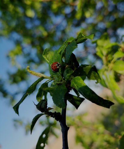 Lienkový strom 