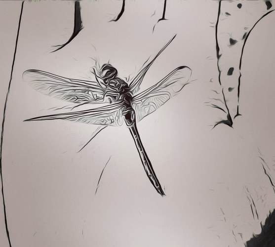 Dragonfly 