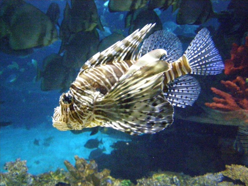 Pterois