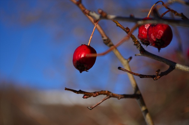 Crateagus Monogyna Jacq.