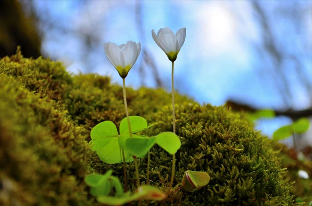 Oxalis Acetosella