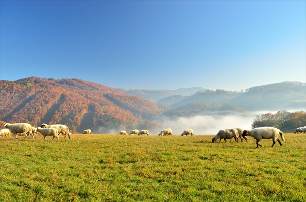 Rozlúčka so zelenou pašou