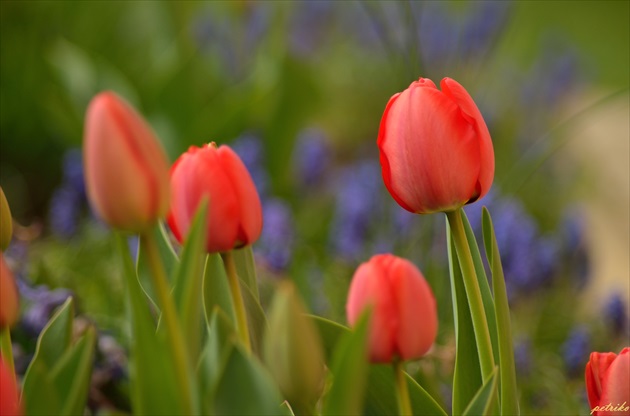 Moje tulipány