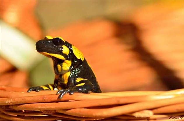 Salamandra