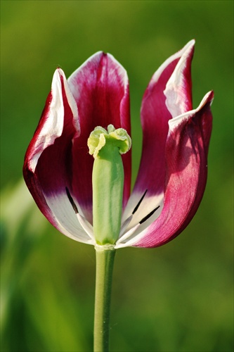 Tulipánik