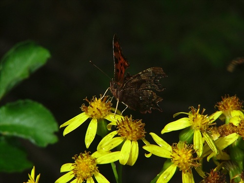 Motyl