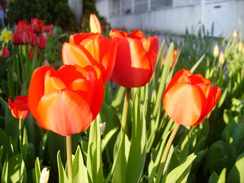 Tulipany