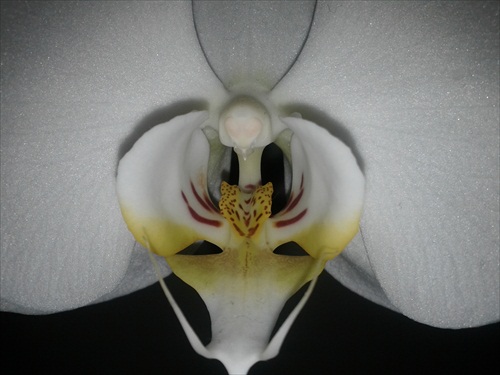 Orchidea