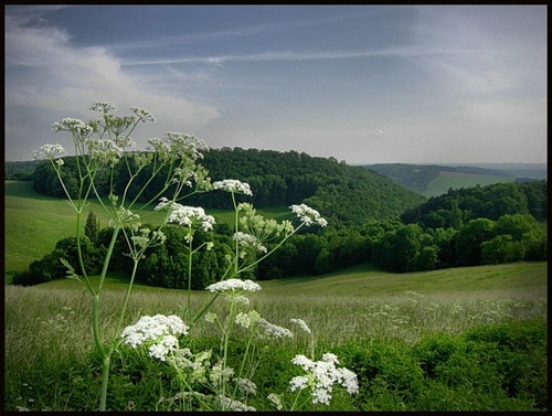 rasca lúčna