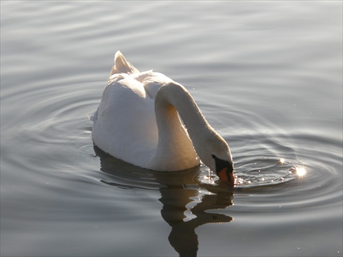 Labuť