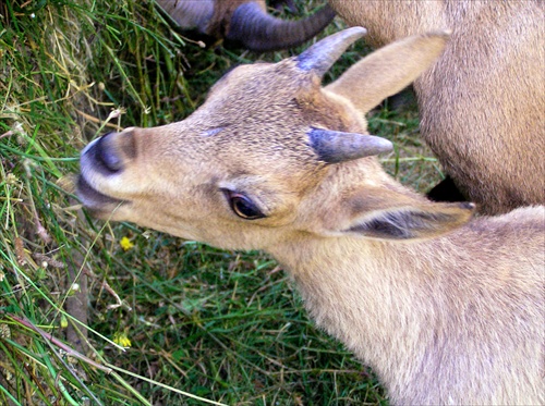 malý rožkatý