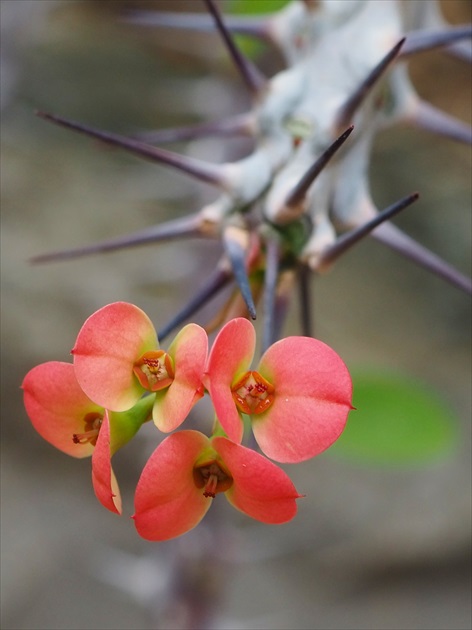 Euphorbia  milii