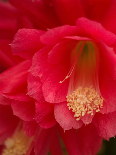 Epiphyllum