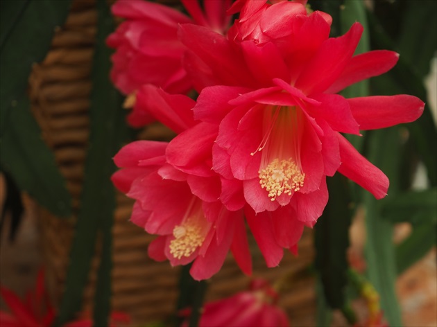 Epiphyllum