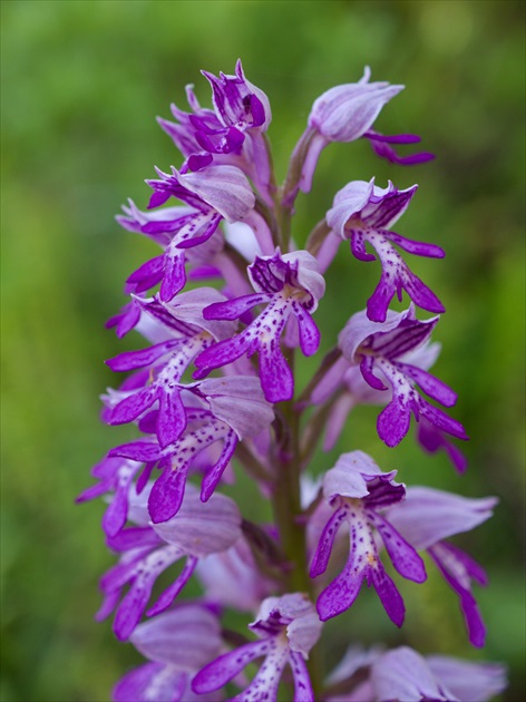 Vstavač vojenský/Orchis  militaris/