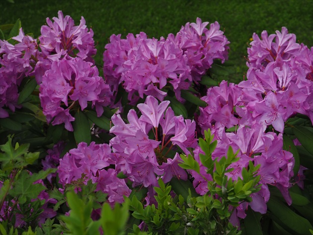 Rododendron