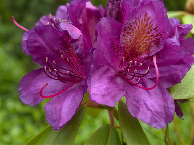 Rododendron