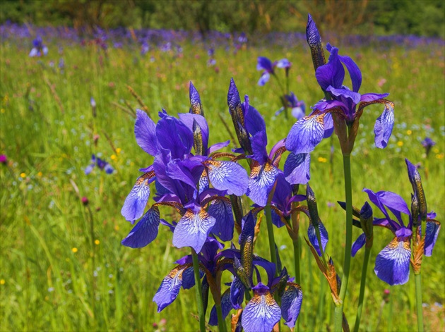 Purpurová  krása