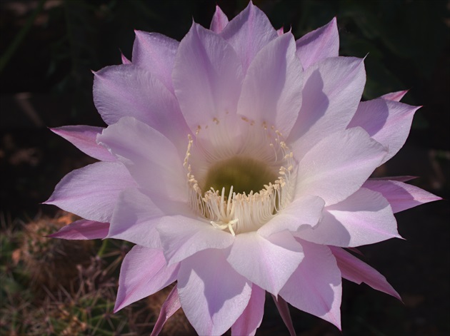 Echinopsis