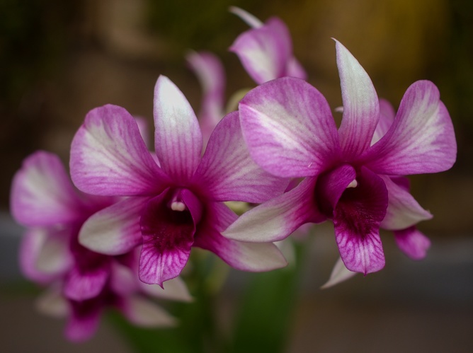 Dendrobium phalaenopsis