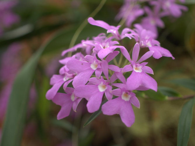 Epidendrum centropetalum