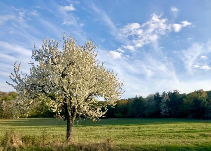 Osamelá Čerešňa 