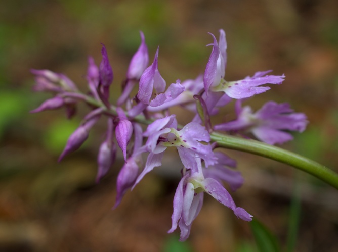 Vstavač mužský/Orchis mascula