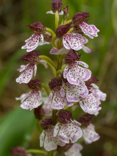 Vstavač purpurový/Orchis purpurea