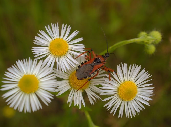 Zákernica červená/ Rhynocoris iracundus