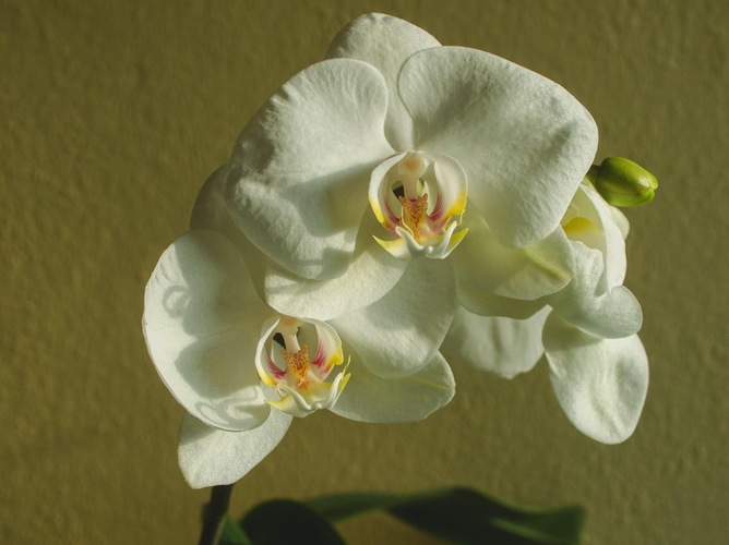 Phalaenopsis