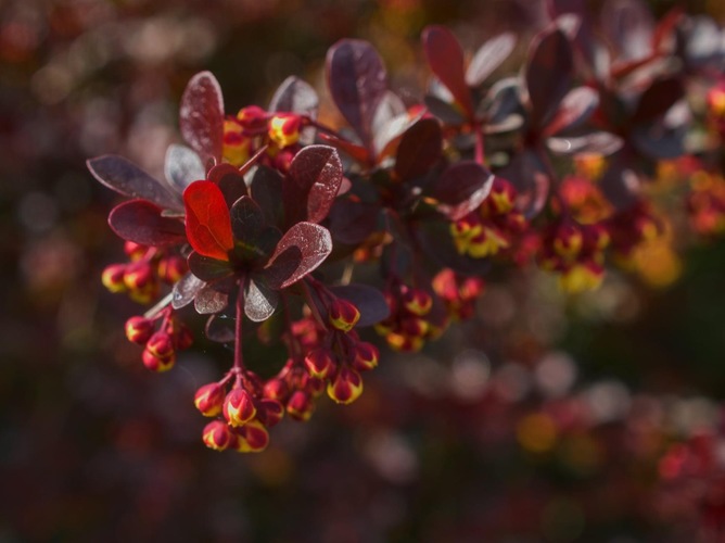 Červený  Dráč/ Berberis  Thunbergii