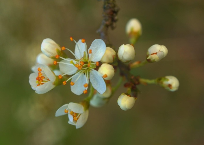 Trnka  obyčajná/ Prunus spinosa