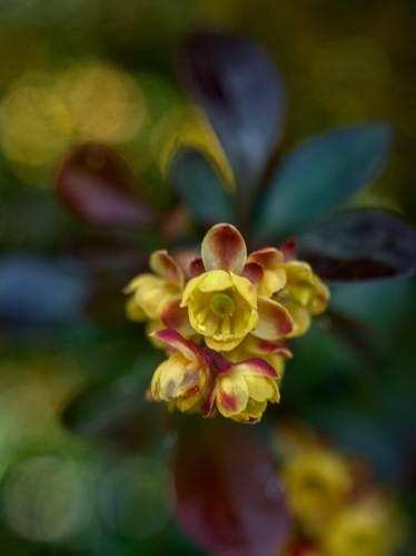 Červený Dráč/ Berberis Thunbergii